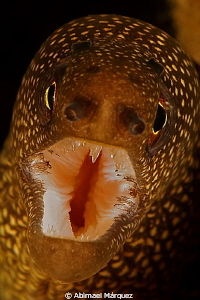 Goldentail Moray by Abimael Márquez 